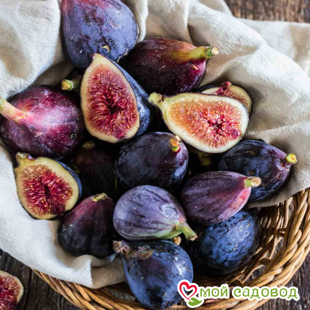 Инжир Саксанз